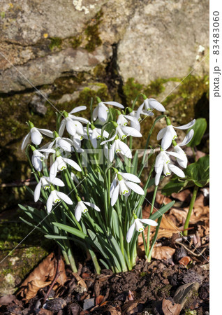 Snowdrops (galanthus) 83483060