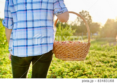 Farm field with strawberries, woman walking with a basket of fresh picked berries 83483168
