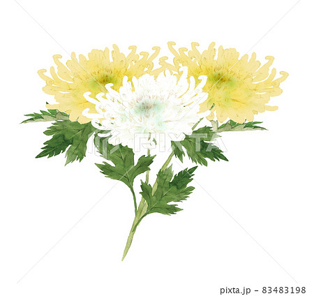 菊の花束の水彩画のイラスト素材 [83483198] - PIXTA