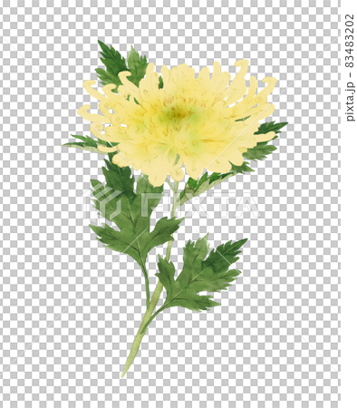 菊の花の水彩画のイラスト素材 [83483202] - PIXTA
