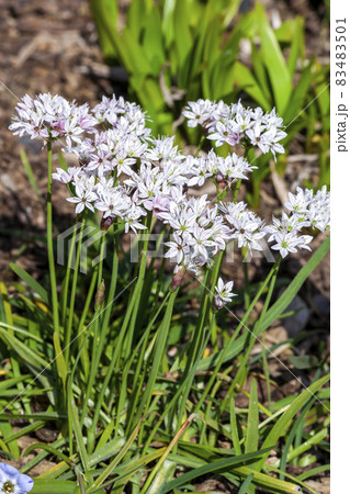 Allium trifoliatum 'Cameleon' 83483501