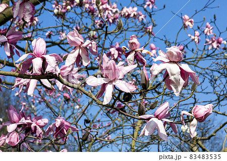 Magnolia campbellii, Campbell's Magnolia, 83483535
