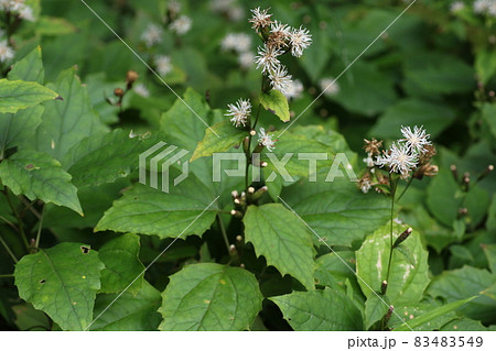 林の中で秋に咲く白い花、コウヤボウキ 83483549