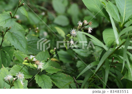 林の中で秋に咲く白い花、コウヤボウキ 林の中で秋に咲く白い花、コウヤボウキ 83483551