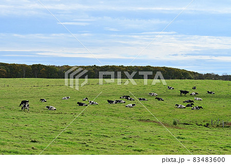 休憩中の乳牛 83483600