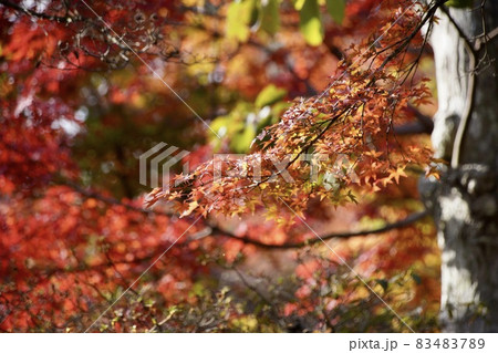 紅葉したモミジ 83483789