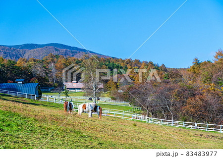 山梨県立まきば公園 高原の牧場 山梨県立まきば公園 高原の牧場 83483977