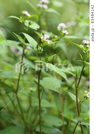 湿地に生える、ソバに似た葉のうしのひたい、白い小さな花のミゾソバ 83484142