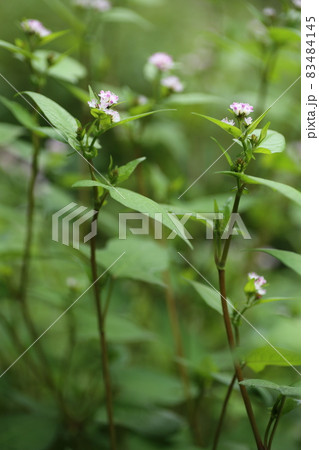湿地に生える、ソバに似た葉のうしのひたい、白い小さな花のミゾソバ 83484145