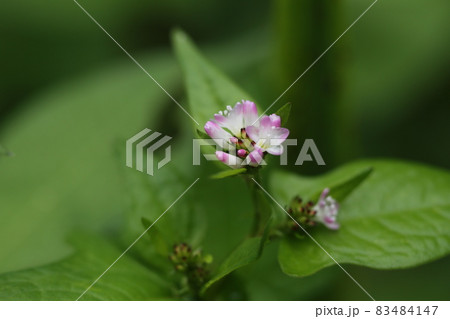 湿地に生える、ソバに似た葉のうしのひたい、白い小さな花のミゾソバ 83484147