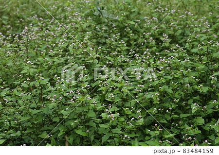 湿地に生える、ソバに似た葉のうしのひたい、白い小さな花のミゾソバ 83484159
