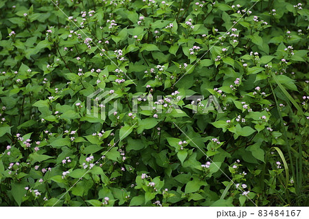 湿地に生える、ソバに似た葉のうしのひたい、白い小さな花のミゾソバ 湿地に生える、ソバに似た葉のうしのひたい、白い小さな花のミゾソバ 83484167