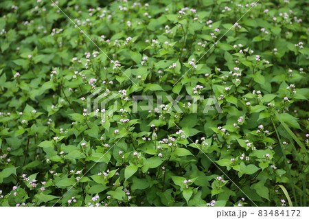 湿地に生える、ソバに似た葉のうしのひたい、白い小さな花のミゾソバ 湿地に生える、ソバに似た葉のうしのひたい、白い小さな花のミゾソバ 83484172
