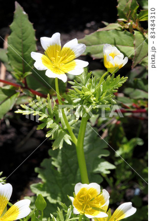 Poached egg plant, (Limanthes douglasii) Poached egg plant, (Limanthes douglasii) 83484310