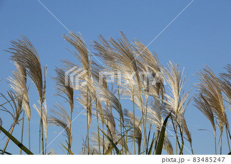 ススキ ススキ 83485247