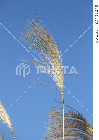 ススキ ススキ 83485248