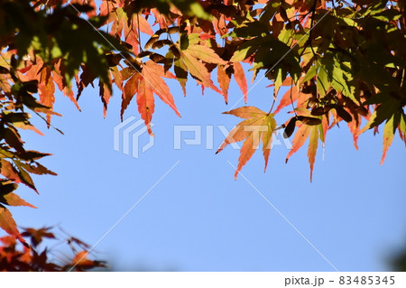 山田池公園 山田池公園 83485345