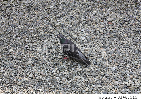 ハト ハト 83485515