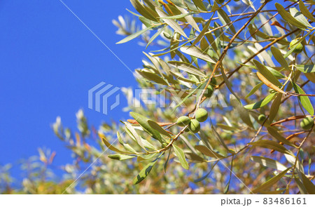 green olives on a tree on a blue sky background, close-up 83486161