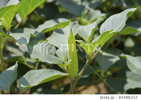 Downy thorn apple Inka 83486252