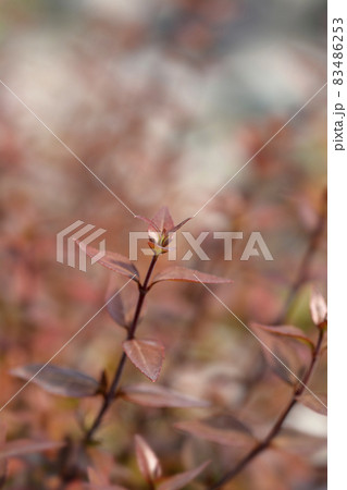 Glossy abelia 83486253