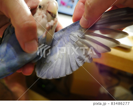 鳥 インコ オウム 83486277