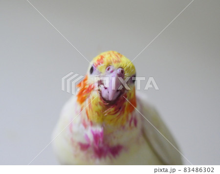 インコ オウム いんこ 83486302