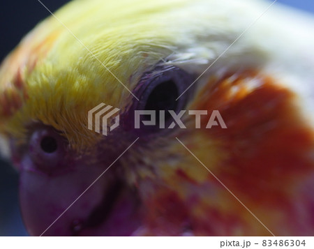 インコ オウム いんこ 83486304