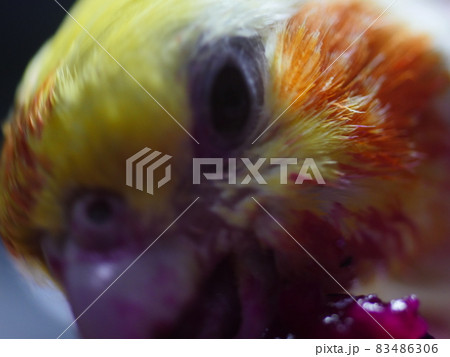 インコ オウム いんこ 83486306