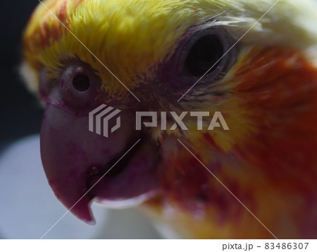 インコ オウム いんこ 83486307