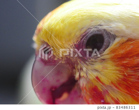 インコ オウム いんこ 83486311