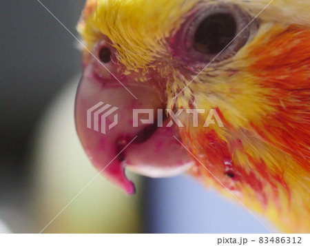 インコ オウム いんこ 83486312