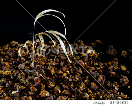 Small palm trees dried on gravel ground Small palm trees dried on gravel ground 83486352