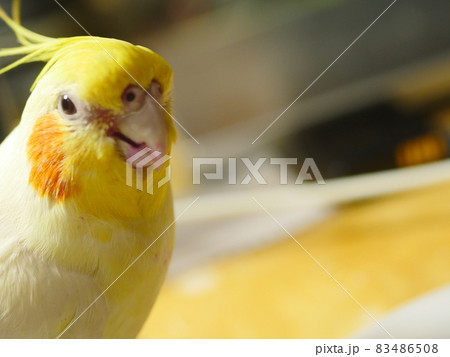 インコ オウム いんこ 83486508