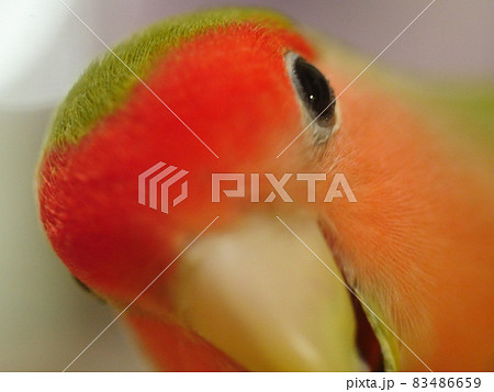 鳥 インコ オウム 83486659