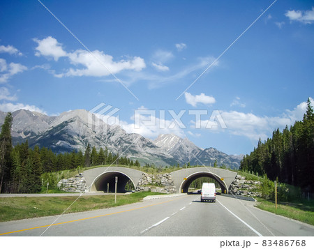 春のカナディアン・ロッキー トランスカナダ・ハイウェイのアニマル・オーバー・パス(カナダ) 春のカナディアン・ロッキー トランスカナダ・ハイウェイのアニマル・オーバー・パス(カナダ) 83486768