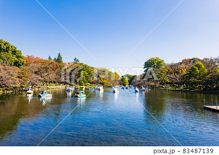 秋の井の頭公園 休日風景 秋の井の頭公園 休日風景 83487139