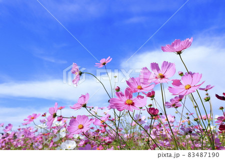 藤原宮跡　満開のコスモス 83487190
