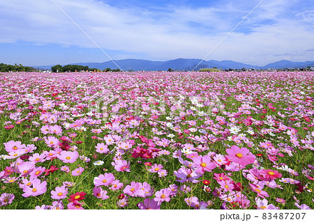 藤原宮跡 満開のコスモス 藤原宮跡 満開のコスモス 83487207