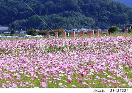 藤原宮跡　満開のコスモス 83487224