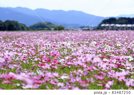 藤原宮跡 満開のコスモス 藤原宮跡 満開のコスモス 83487250