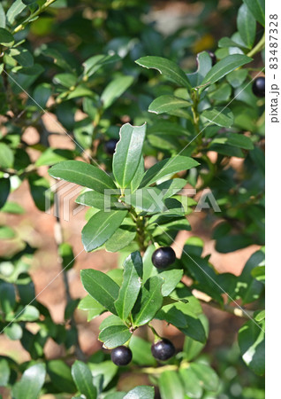 樹木：イヌツゲ　モチノキ科 83487328