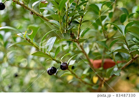 樹木:イヌツゲ モチノキ科 樹木:イヌツゲ モチノキ科 83487330