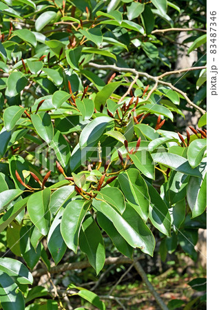 樹木：ミケリア・プラティペタラ　モクレン科 83487346