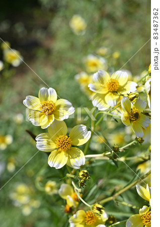 植物:ビデンス・ラエビス キク科 多年草 植物:ビデンス・ラエビス キク科 多年草 83487362