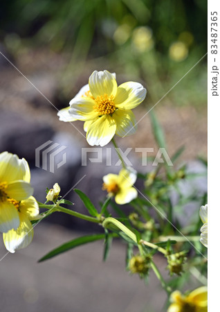 植物：ビデンス・ラエビス　キク科　多年草 83487365