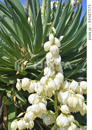 植物:アツバキミガヨラン クサスギカズラ科 植物:アツバキミガヨラン クサスギカズラ科 83487373