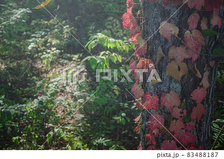 秋の森【蔦紅葉】 秋の森【蔦紅葉】 83488187