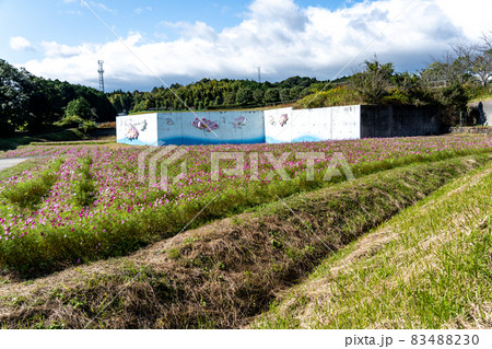 三重県津市一志町　とことめの里のコスモス畑 83488230