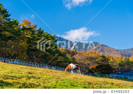 山梨県立まきば公園 高原の牧場 山梨県立まきば公園 高原の牧場 83488265